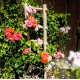 Spalier trandafiri din lemn de fag, culoare natur, Spalieri flori, Spalier-Natur